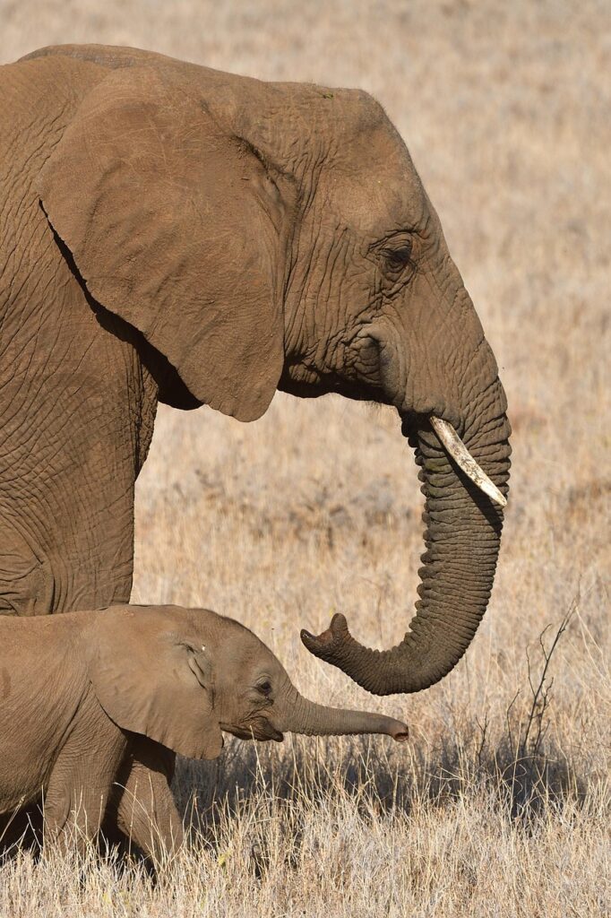 african elephant, animal, mammal, loxodonta africana, wild animal, wildlife, fauna, wilderness, nature, lewa, kenya, africa